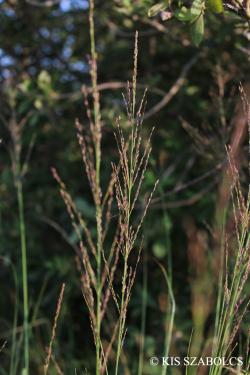 Molinia caerulea agg. 2.Image