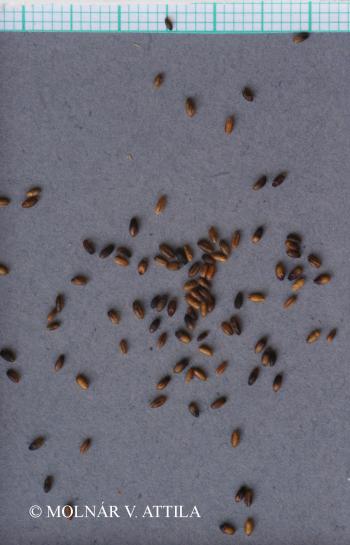 Molinia caerulea agg. 3.Image
