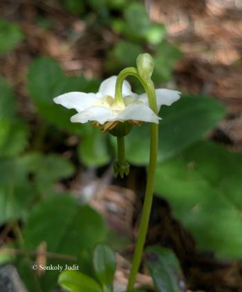 Moneses uniflora (L.) A. Gray 2.Image