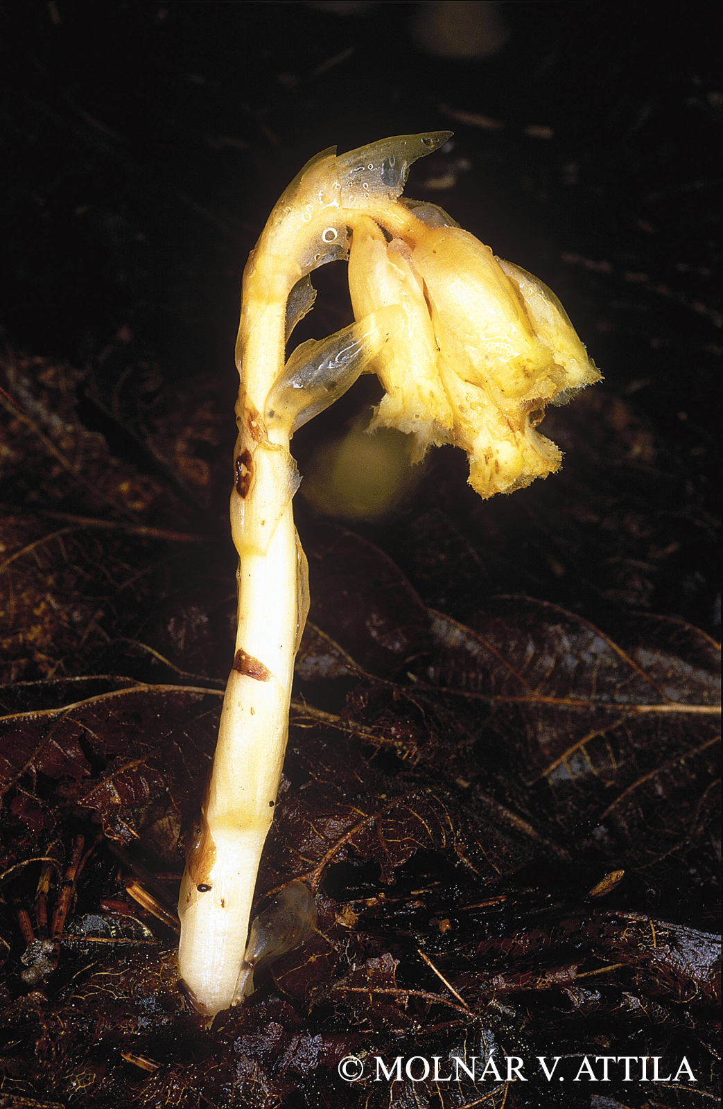 Monotropa hypopithys L. s. l.