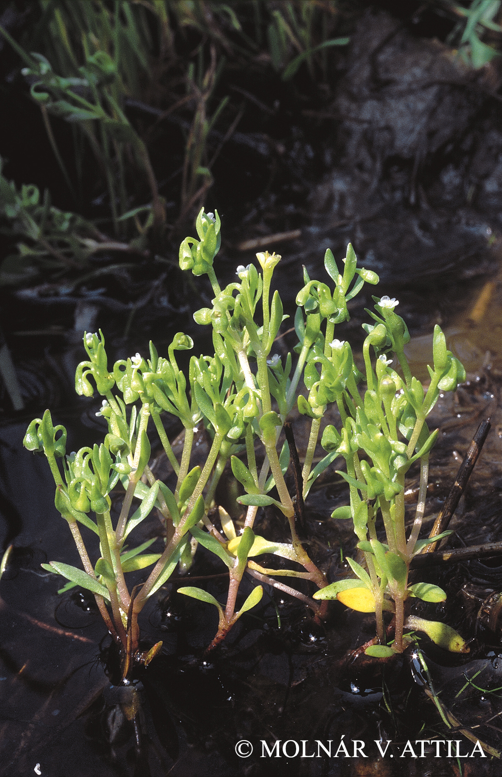 Montia fontana L. subsp. chondrosperma (Fenzl) Walters
