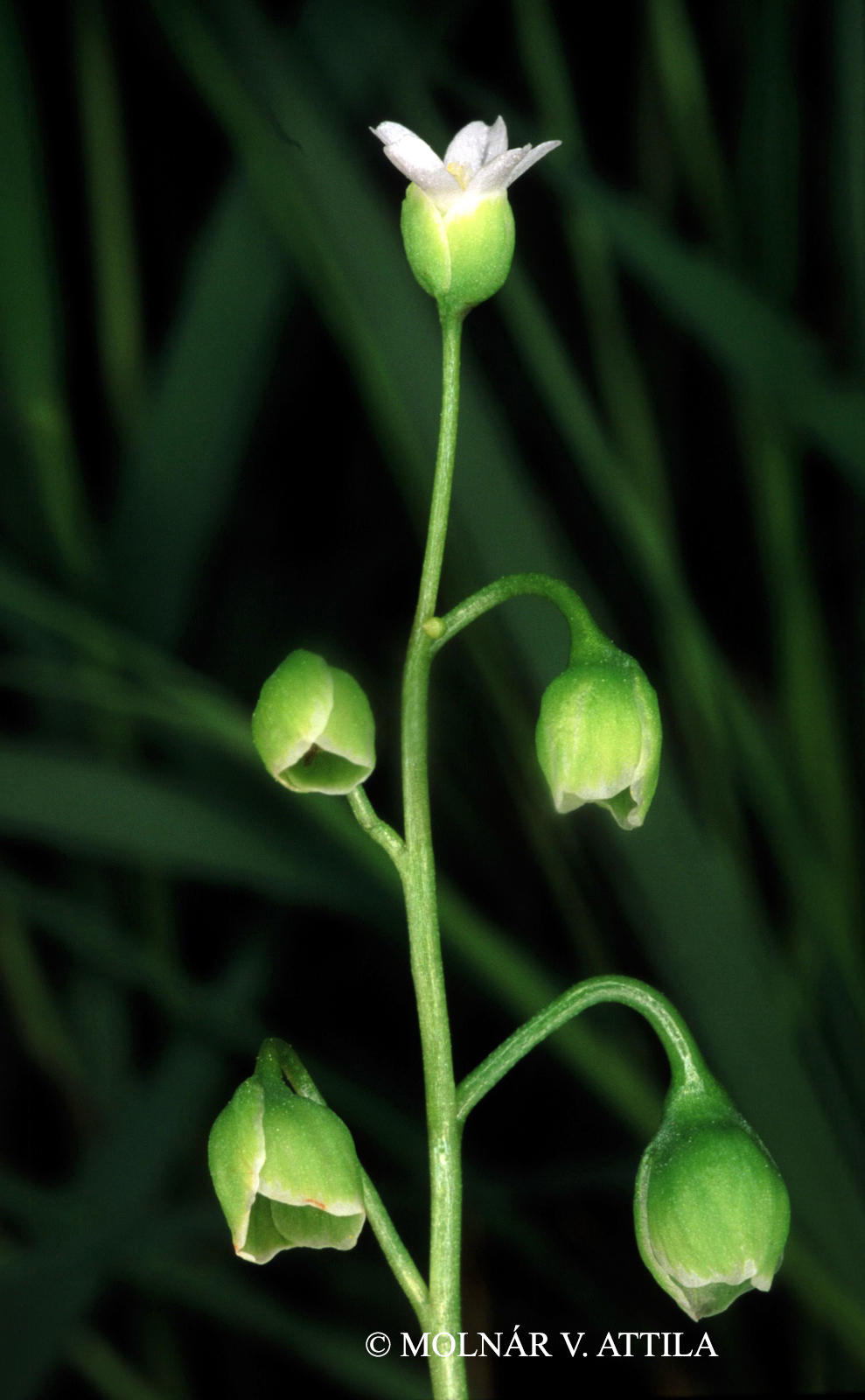 Montia linearis (Douglas) Greene
