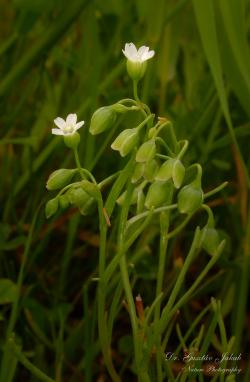 Montia linearis (Douglas) Greene 2.Kép