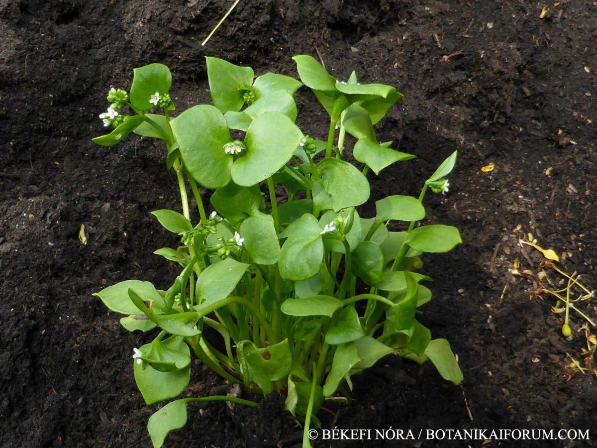 Montia perfoliata (Donn ex Wild.) Howell
