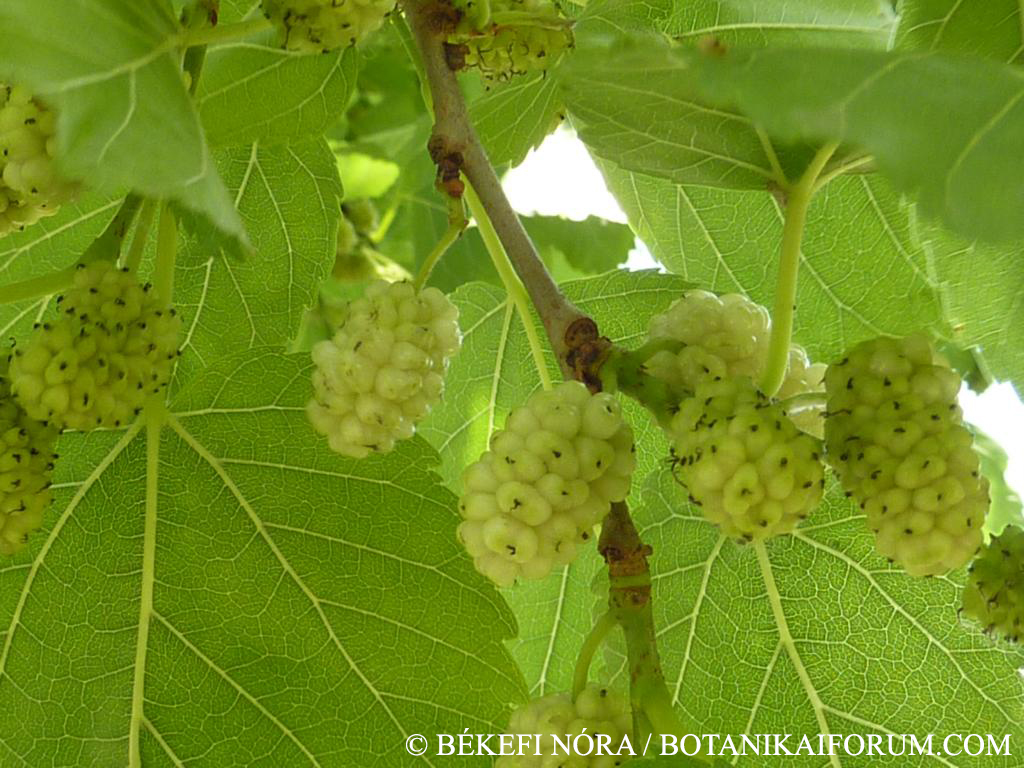 Morus alba L.