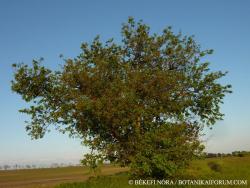 Morus alba L. 2.Image