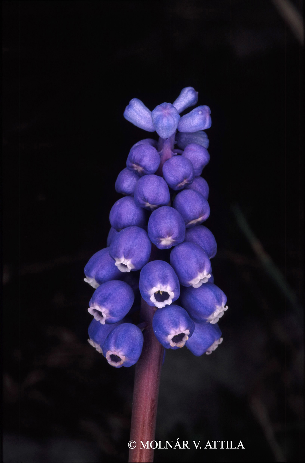 Muscari botryoides (L.) Mill. s. l.