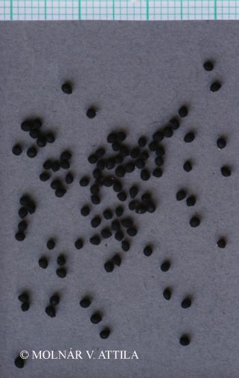 Muscari botryoides (L.) Mill. s. l. 2.Kép