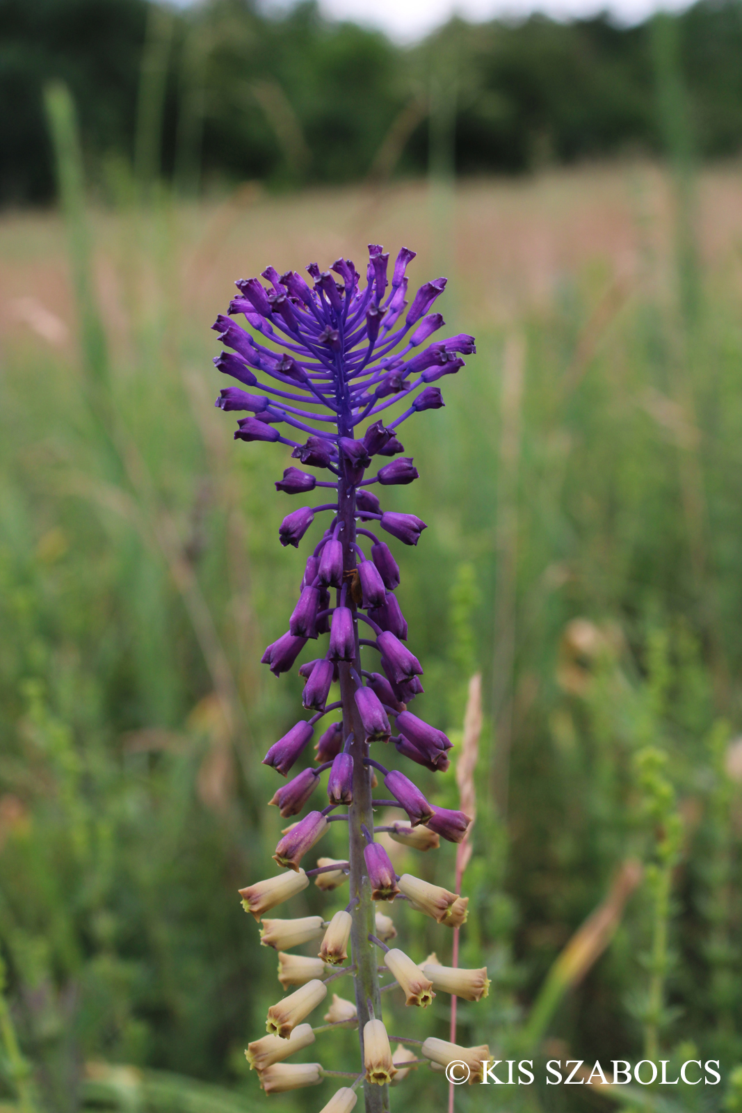 Muscari comosum (L.) Mill.