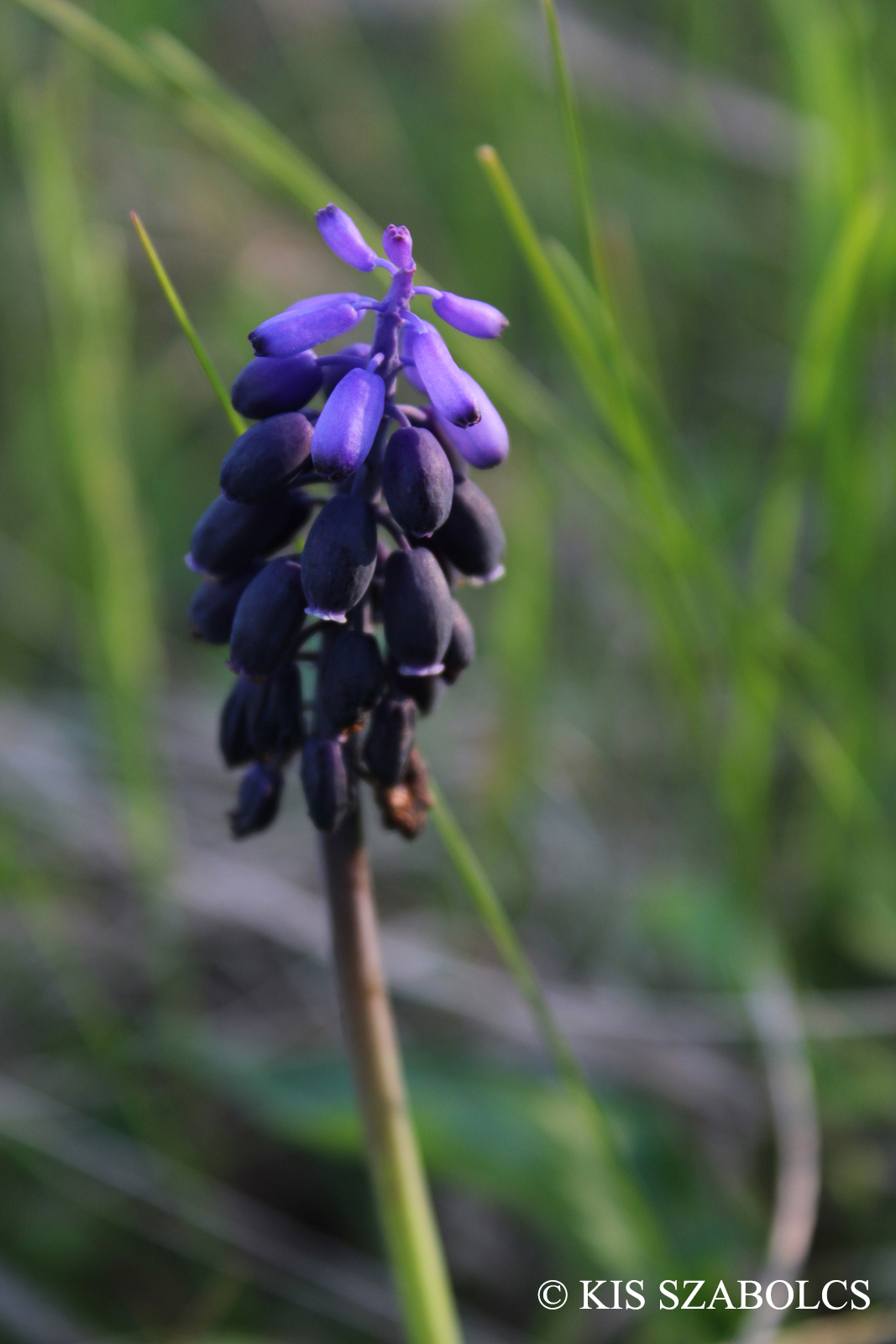 Muscari neglectum Guss. ex Ten. s. l.