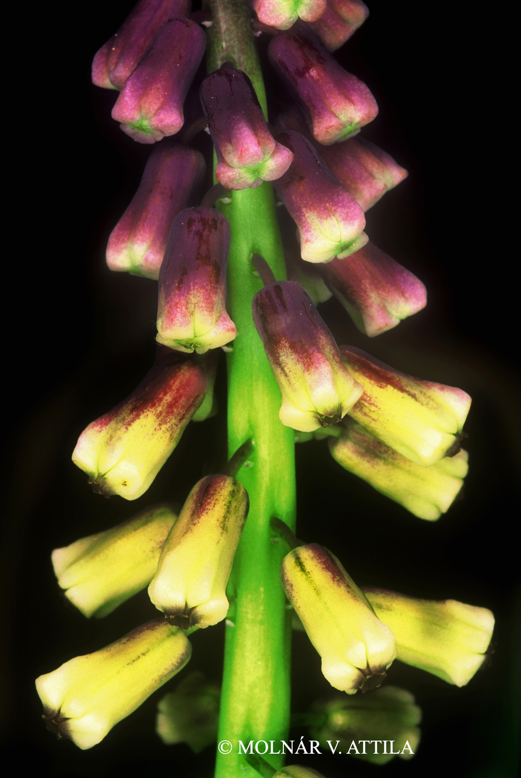 Muscari tenuiflorum Tausch