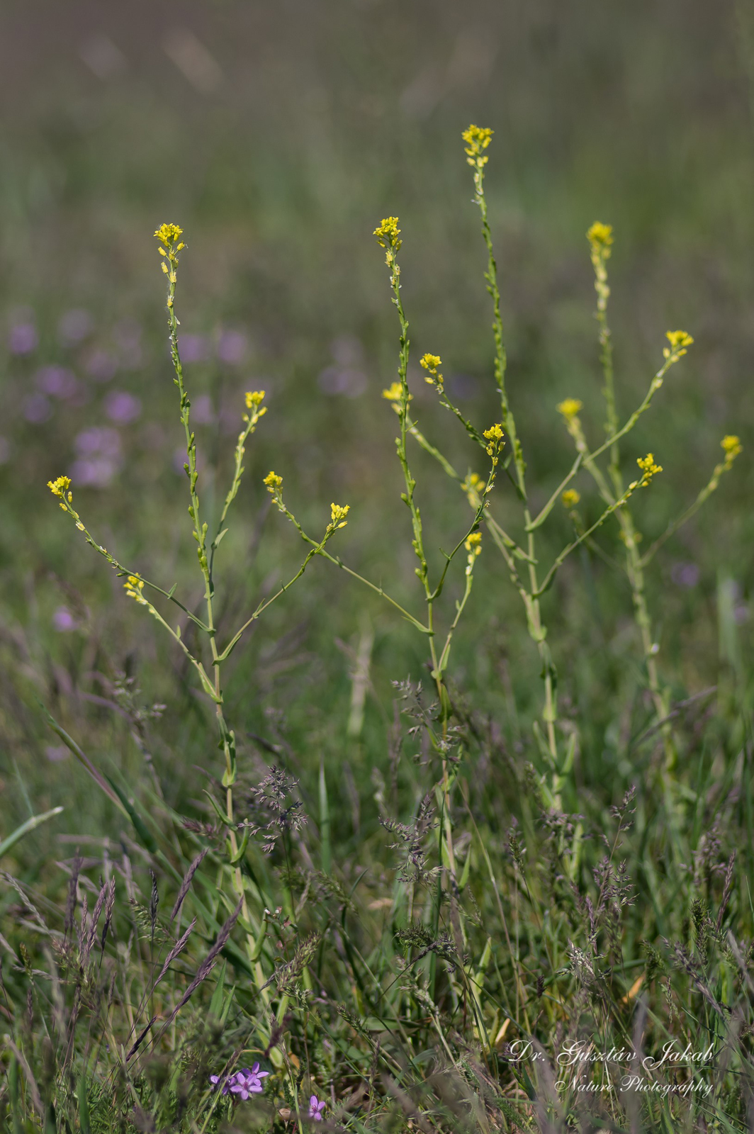Myagrum perfoliatum L.