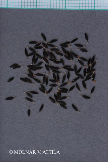 Mycelis muralis (L.) Dumort. 3.Kép