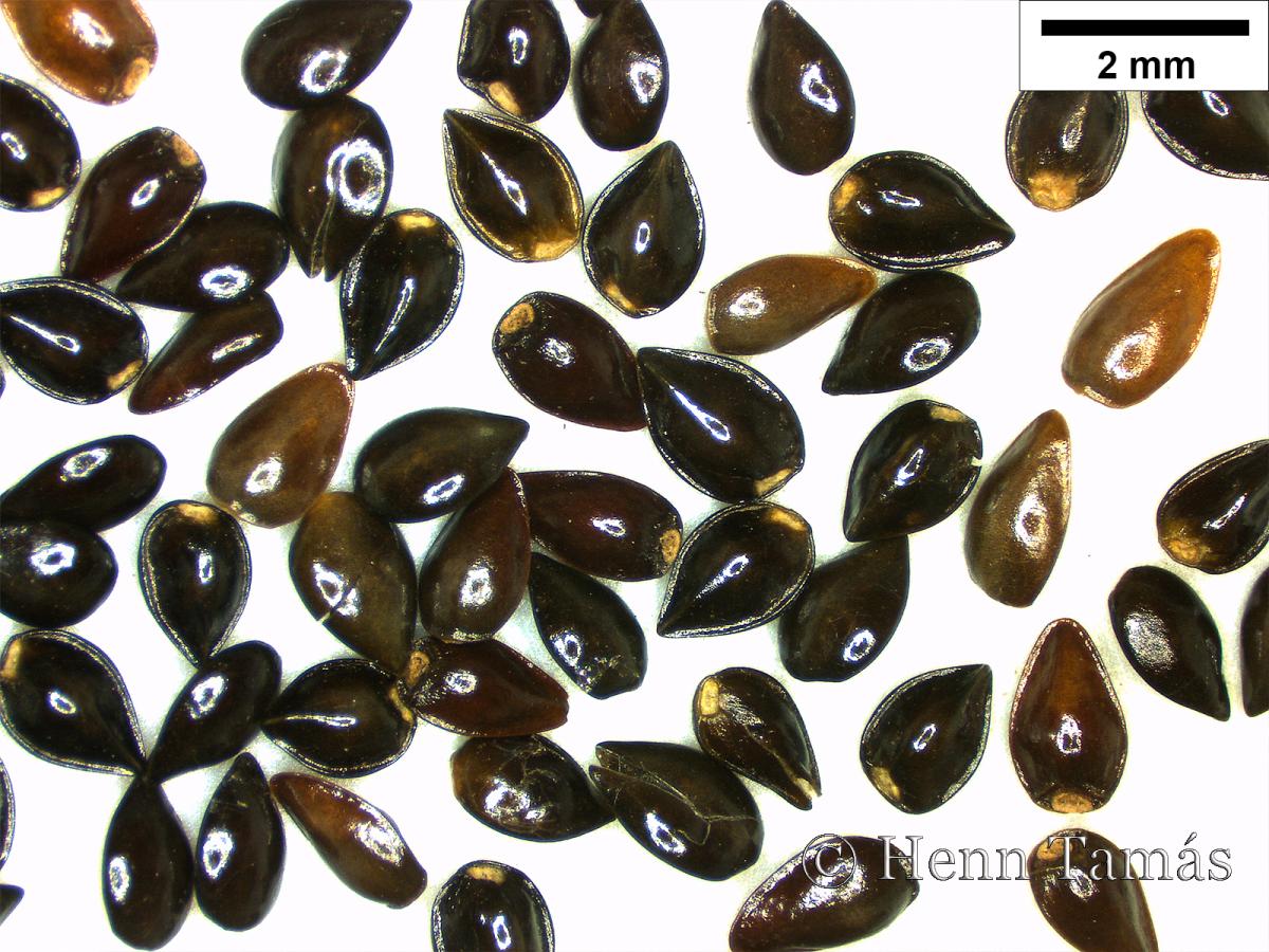 Myosotis arvensis (L.) Hill