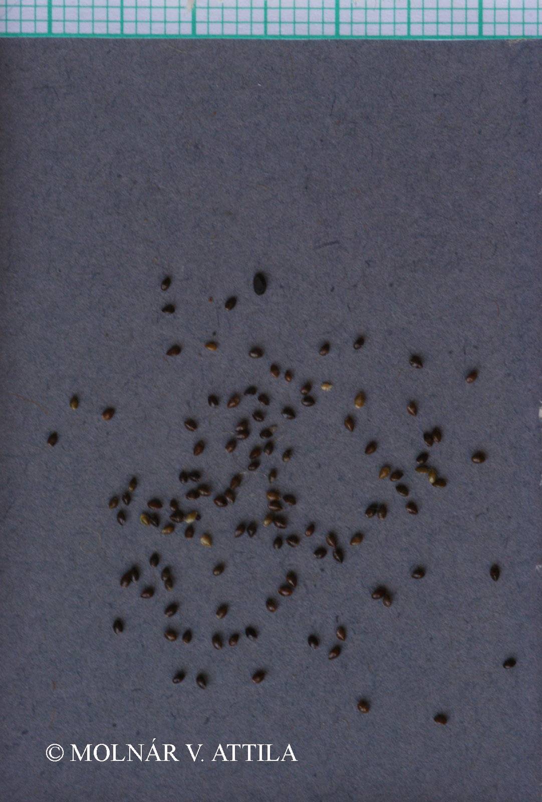 Myosotis ramosissima Rochel