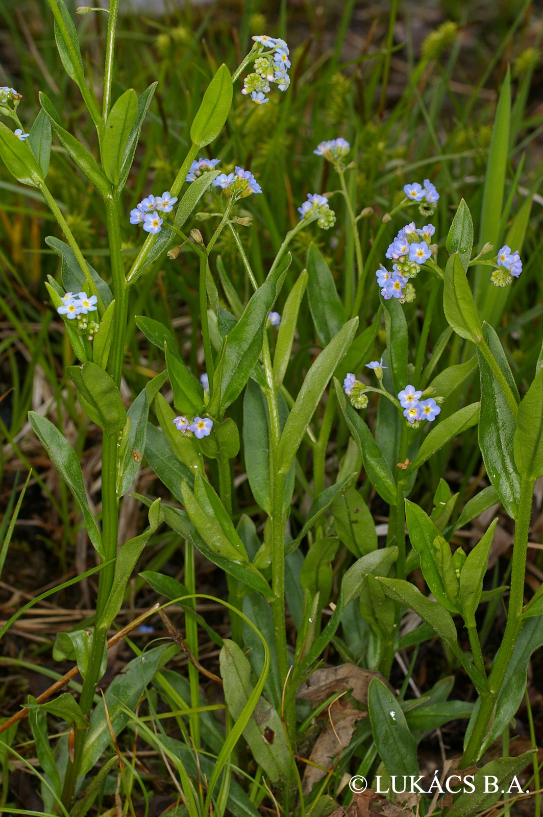 Myosotis scorpioides L.