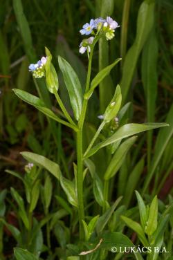 Myosotis scorpioides L. 2.Image