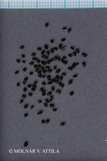 Myosotis scorpioides L. 4.Image