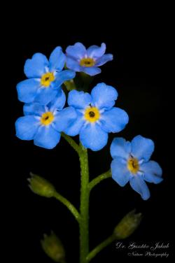 Myosotis scorpioides L. 3.Image