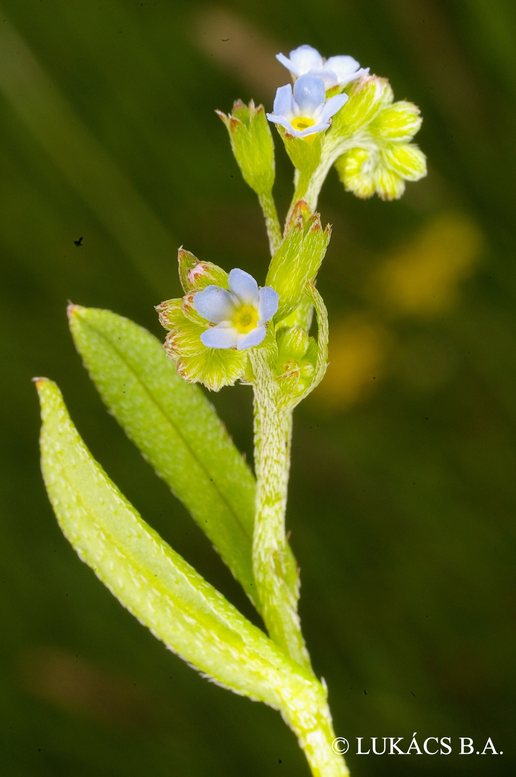 Myosotis sicula Guss.