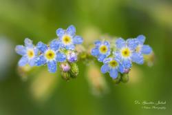 Myosotis sicula Guss. 2.Image