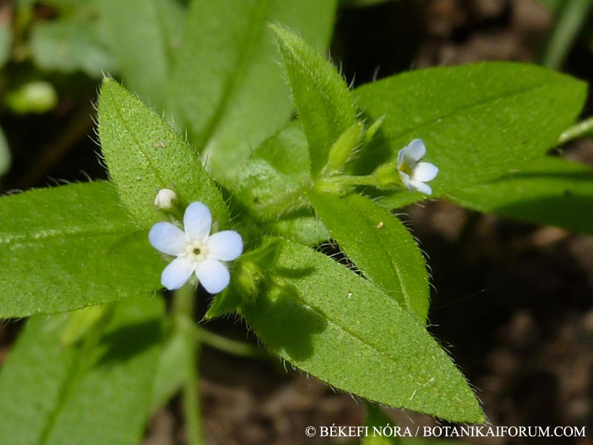 Myosotis sparsiflora J.G. Mikan