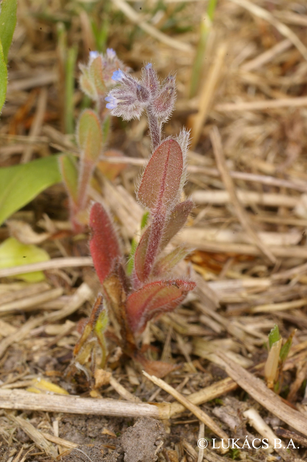 Myosotis stricta Link