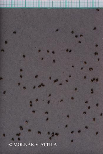 Myosotis stricta Link 2.Image