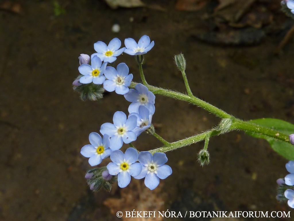 Myosotis sylvatica (Ehrh.) Hoffm.