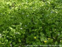 Myosotis sylvatica (Ehrh.) Hoffm. 2.Image