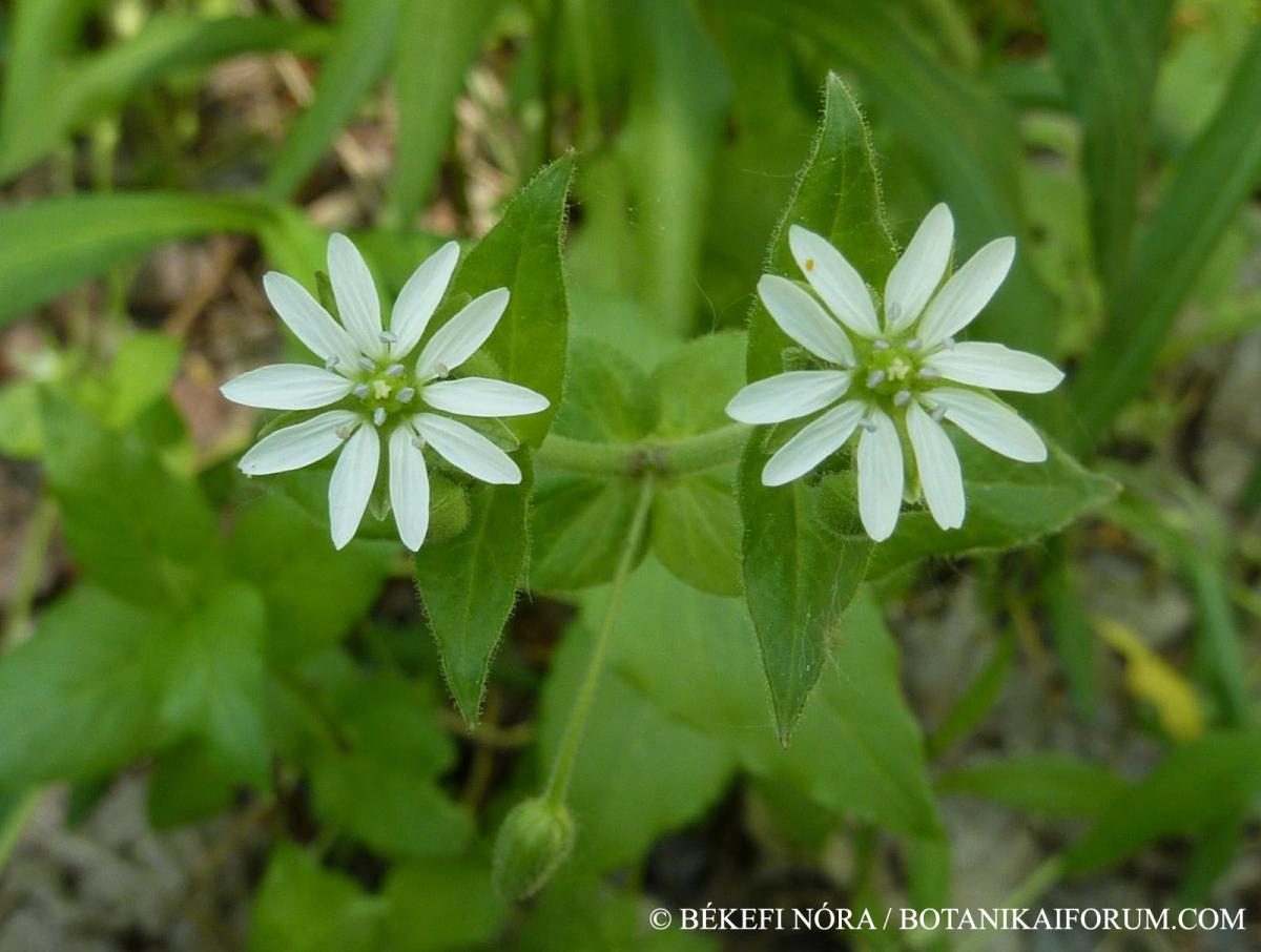 Myosoton aquaticum (L.) Moench