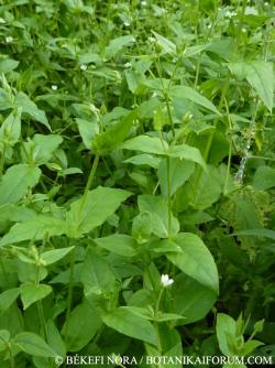 Myosoton aquaticum (L.) Moench 2.Image