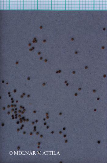 Myosoton aquaticum (L.) Moench 3.Image