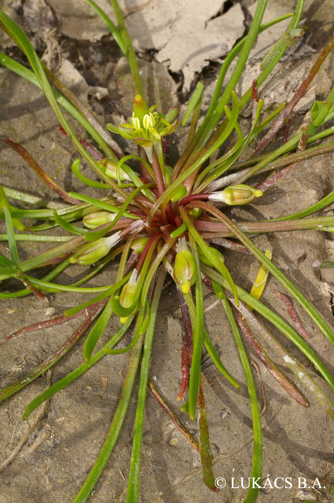 Myosurus minimus L.
