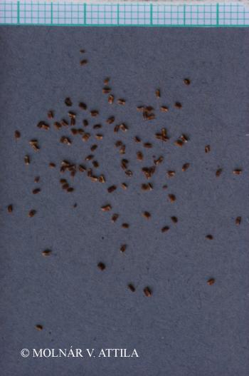 Myosurus minimus L. 3.Image