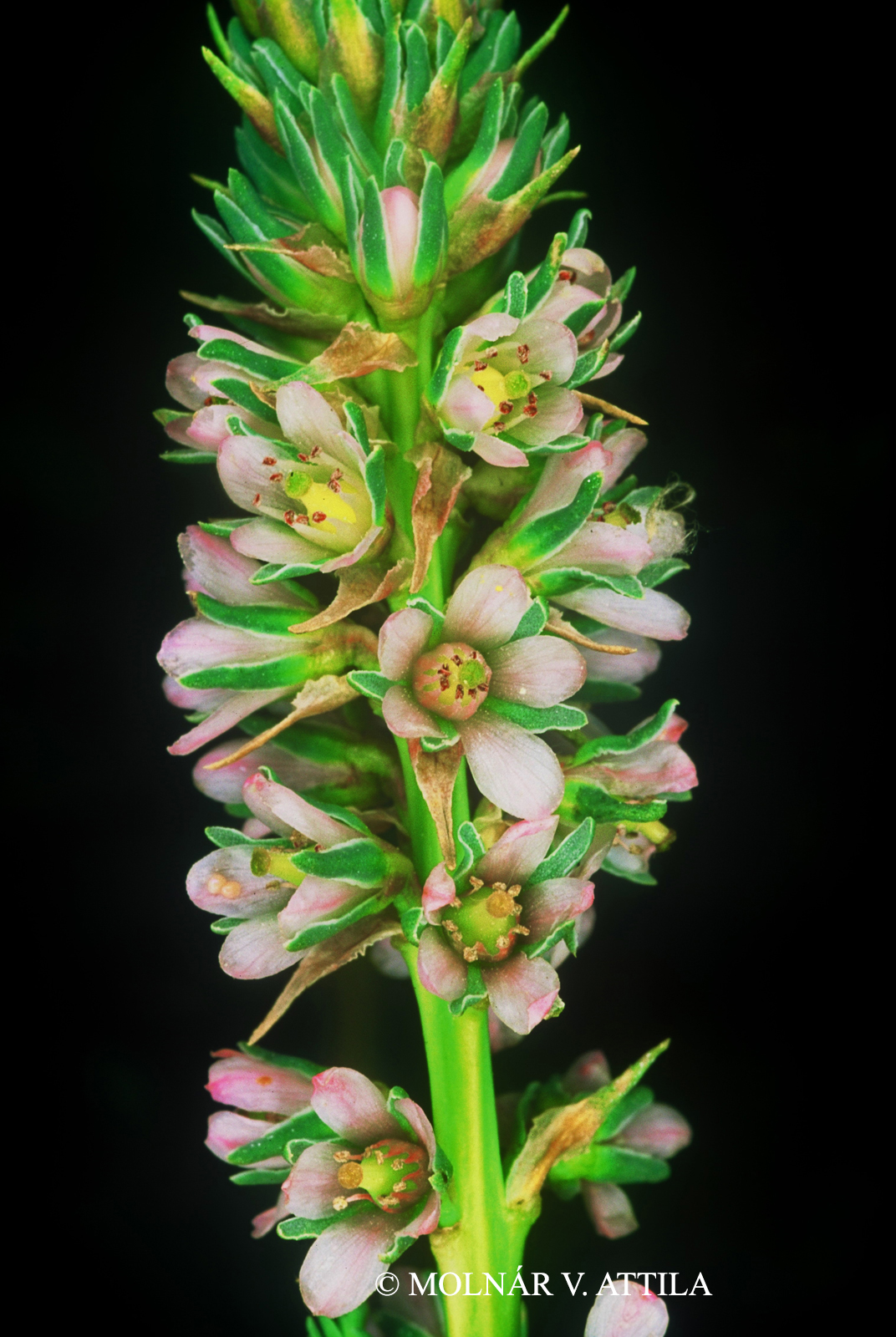 Myricaria germanica (L.) Desv.
