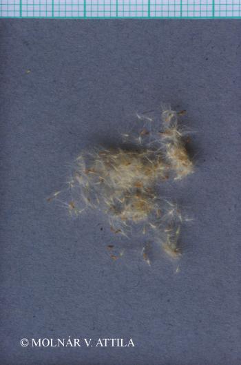 Myricaria germanica (L.) Desv. 2.Kép