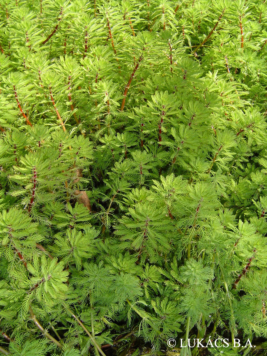 Myriophyllum aquaticum (Vell.) Verdc.