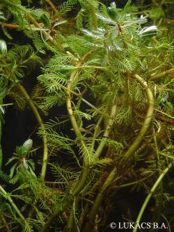 Myriophyllum aquaticum (Vell.) Verdc. 2.Image