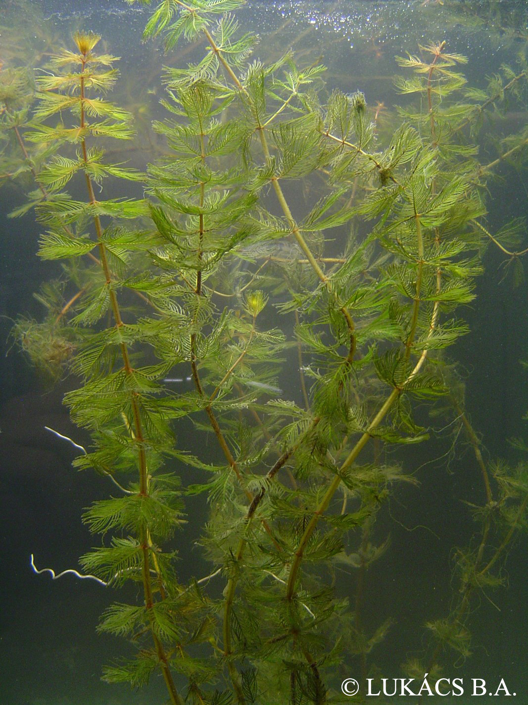 Myriophyllum spicatum L.
