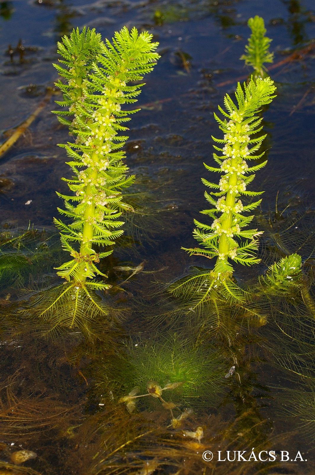 Myriophyllum verticillatum L.