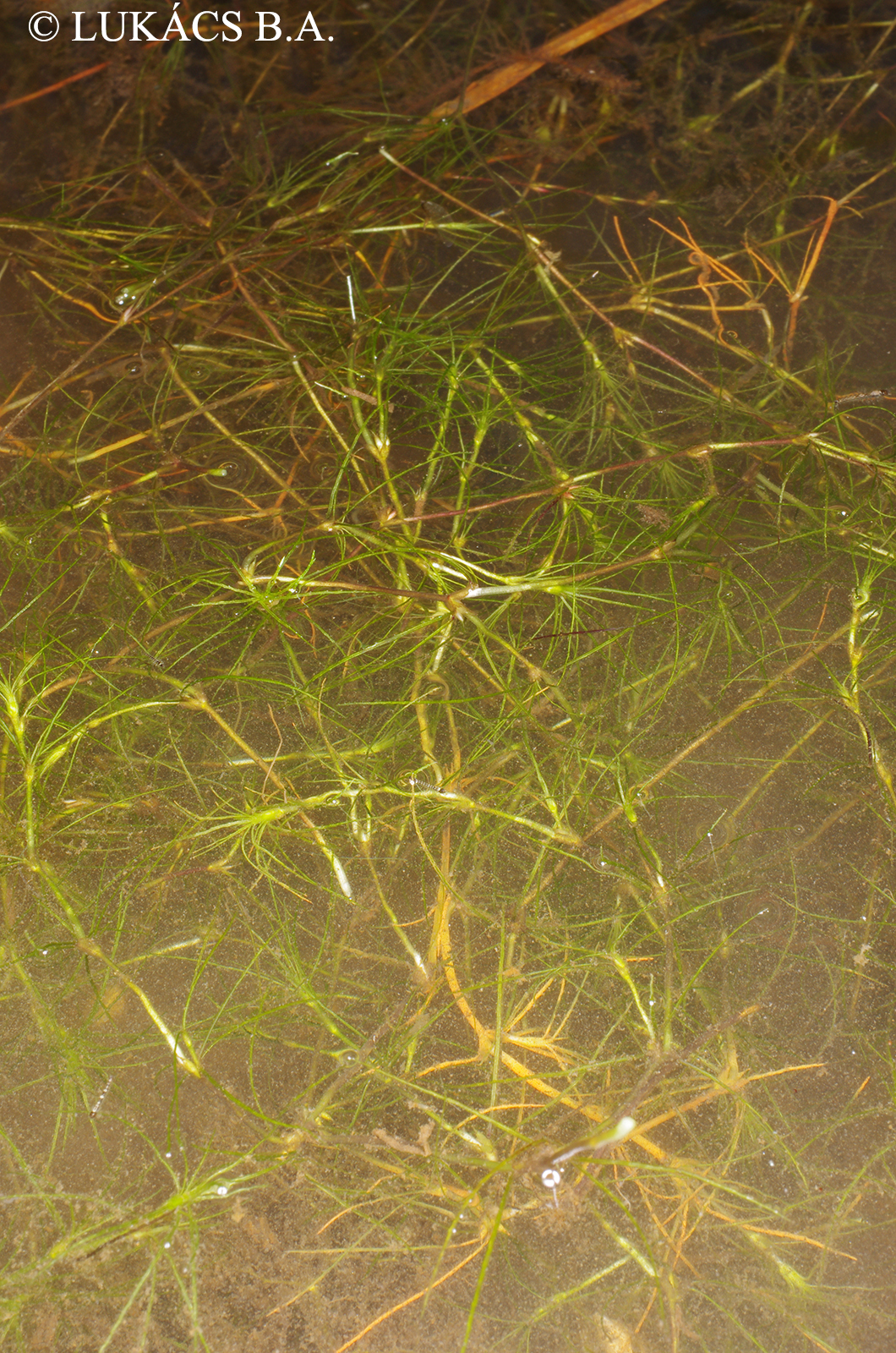 Najas gracillima (A. Braun ex Engelm.) Magnus