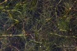 Najas minor All. 2.Image