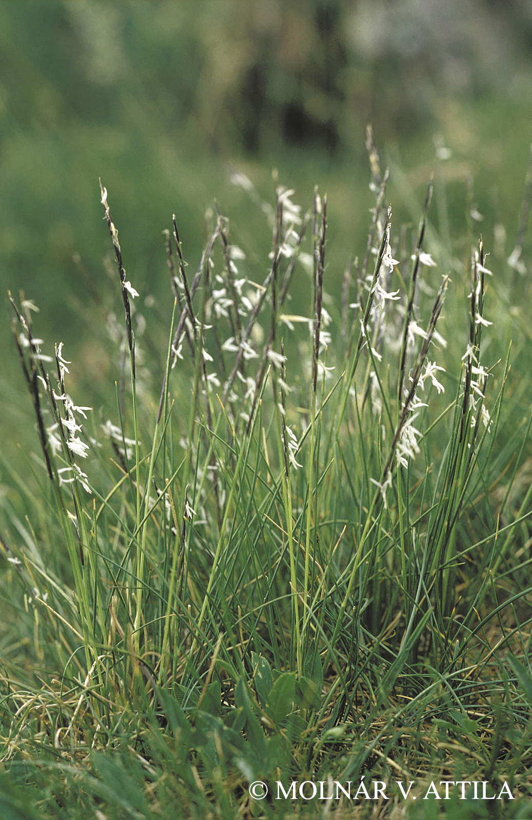 Nardus stricta L.