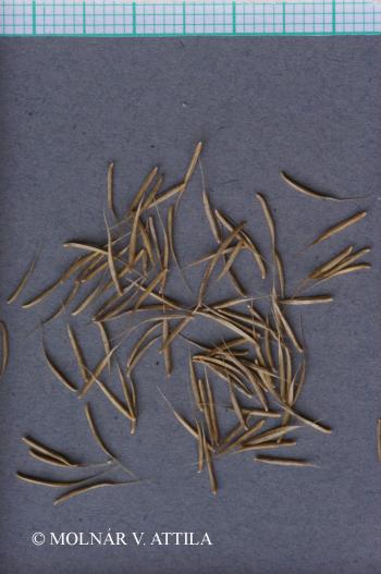 Nardus stricta L. 2.Kép