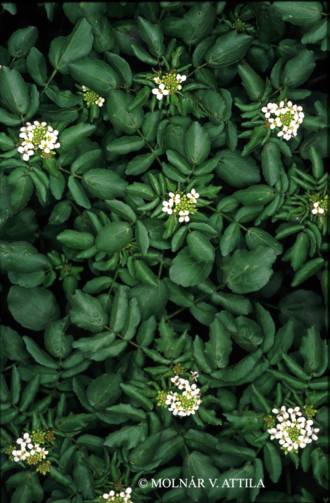 Nasturtium officinale R. Br.