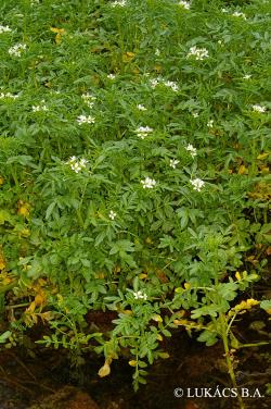 Nasturtium officinale R. Br. 2.Image