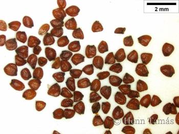 Nasturtium officinale R. Br. 3.Image