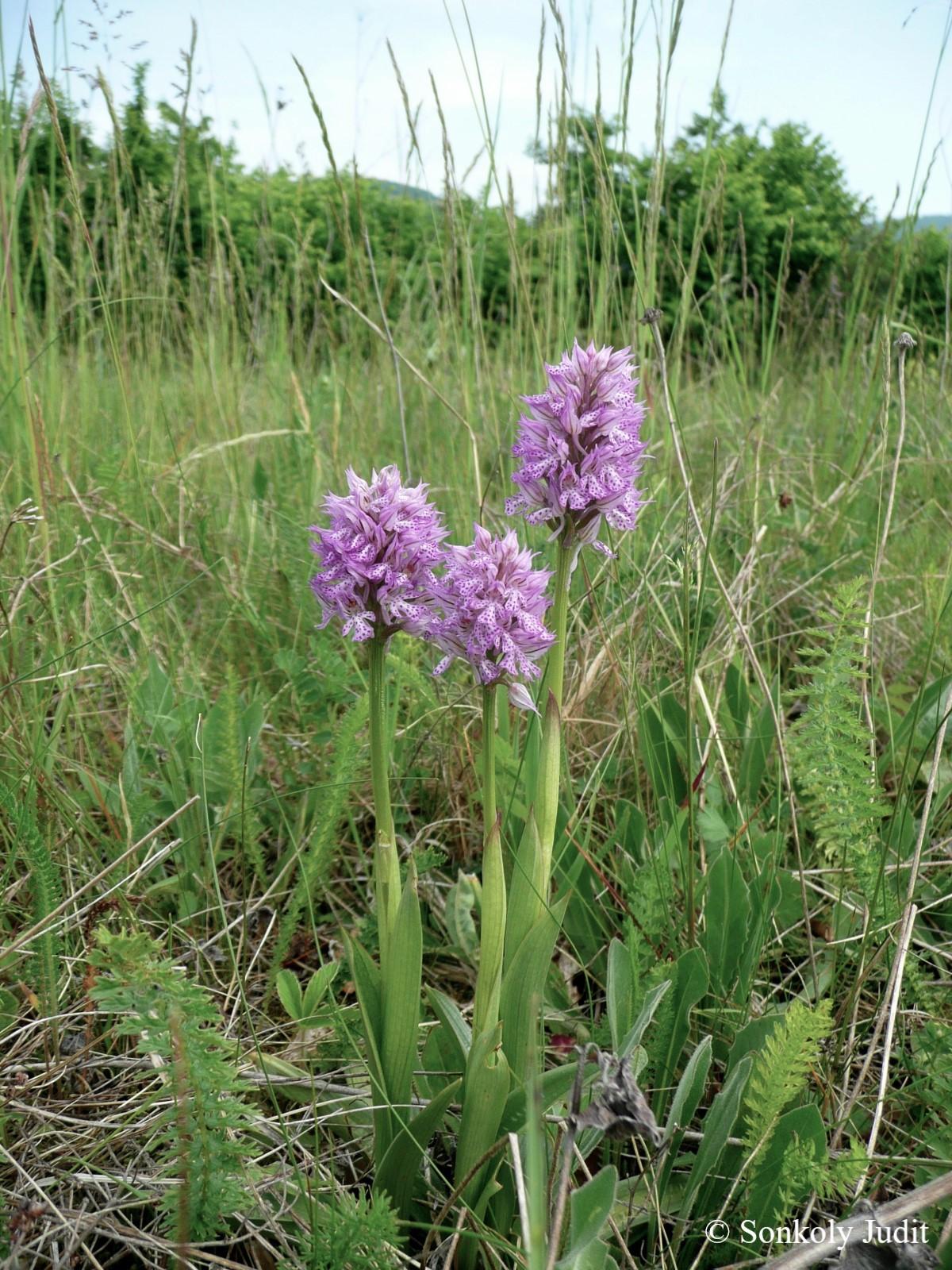 Neotinea tridentata (Scop.) Bateman, Pridgeon et Chase