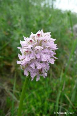 Neotinea tridentata (Scop.) Bateman, Pridgeon et Chase 2.Kép